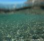 Кристально чистое море  (Гребешок, Абхазия) 